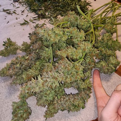 Obese Banana growlog photo: Harvest + Wet trim