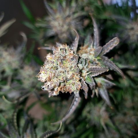 Obese Banana growlog photo: Condition before harvest