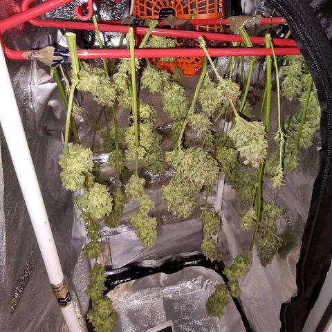 Obese Banana growlog photo: Harvest + Wet trim