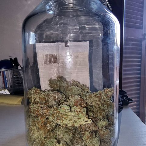 Obese Banana growlog timeline photo