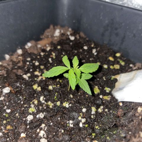 Melting Dragon Gelato growlog timeline photo