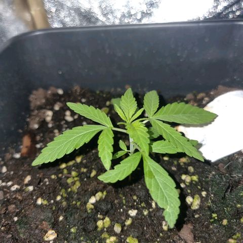 Melting Dragon Gelato growlog timeline photo