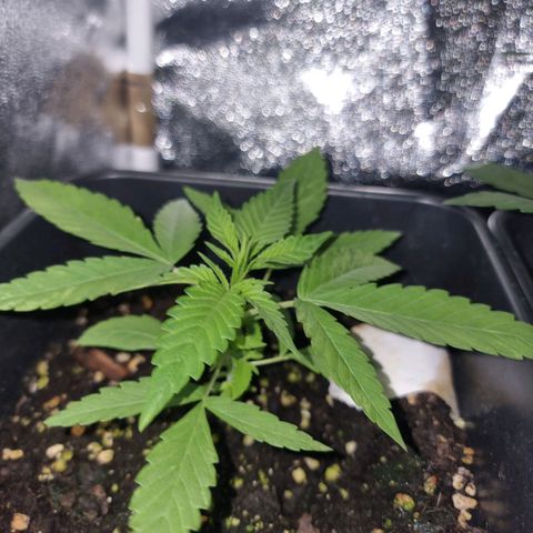 Melting Dragon Gelato growlog timeline photo