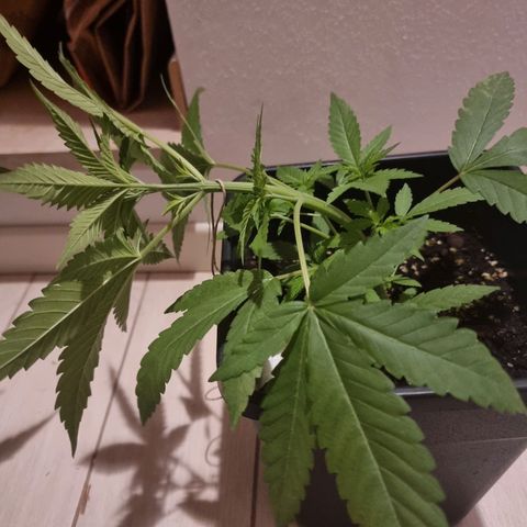 Melting Dragon Gelato growlog timeline photo