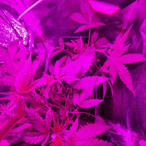 Melting Dragon Gelato growlog timeline photo