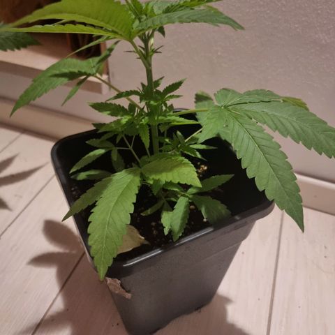 Melting Dragon Gelato growlog timeline photo