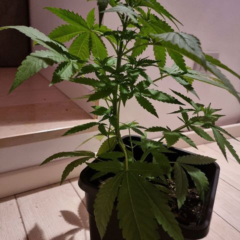 Melting Dragon Gelato growlog timeline photo