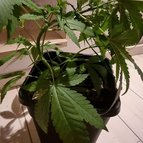 Melting Dragon Gelato growlog timeline photo