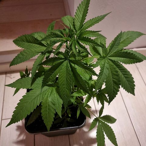 Melting Dragon Gelato growlog timeline photo
