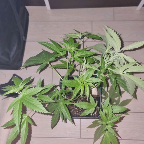 Melting Dragon Gelato growlog timeline photo