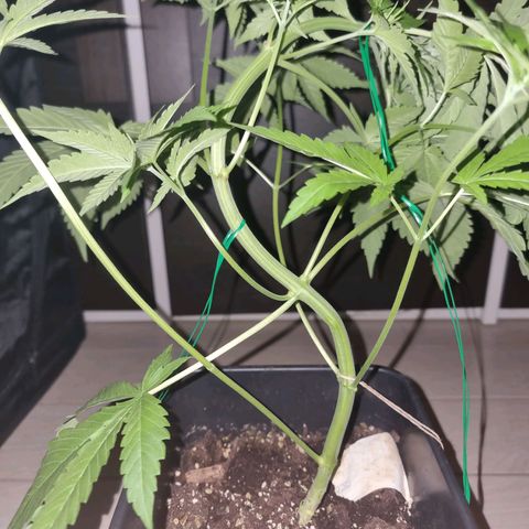 Melting Dragon Gelato growlog timeline photo