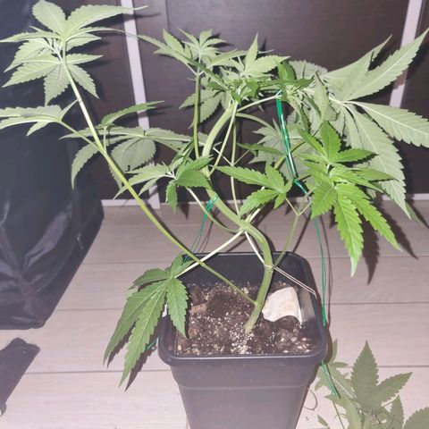 Melting Dragon Gelato growlog timeline photo