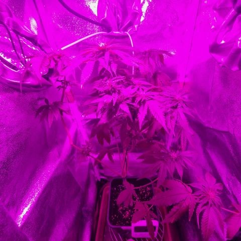 Melting Dragon Gelato growlog timeline photo