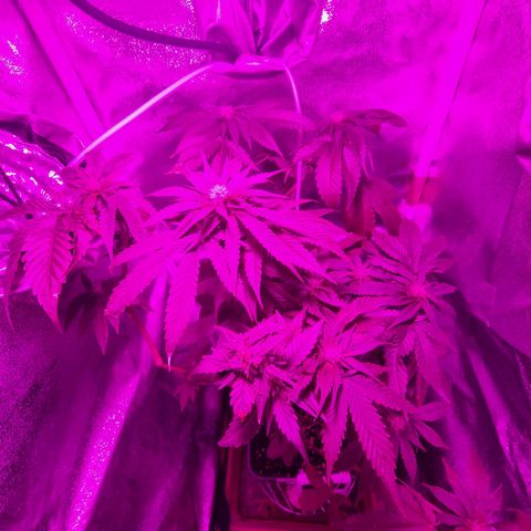 Melting Dragon Gelato growlog timeline photo