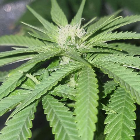 Melting Dragon Gelato growlog timeline photo