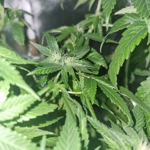 Melting Dragon Gelato growlog timeline photo