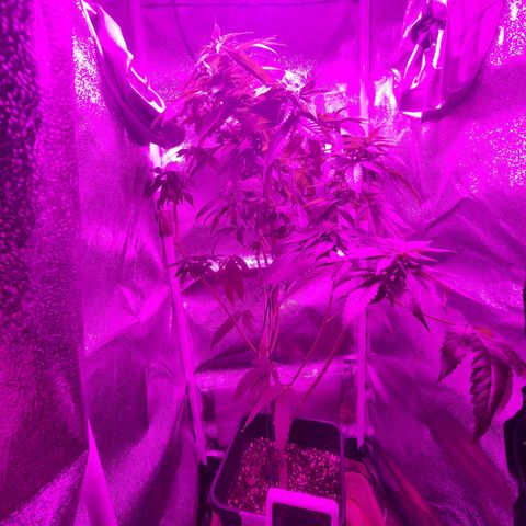 Melting Dragon Gelato growlog timeline photo
