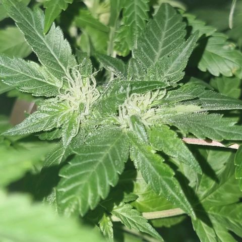 Melting Dragon Gelato growlog timeline photo