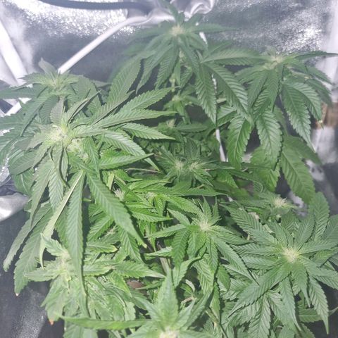 Melting Dragon Gelato growlog timeline photo