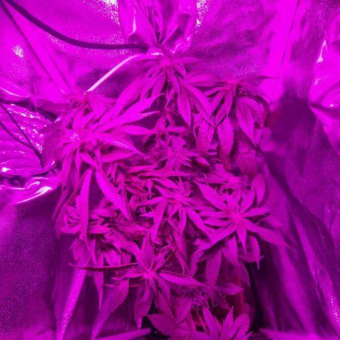 Melting Dragon Gelato growlog timeline photo