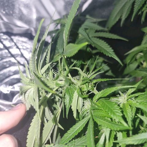 Melting Dragon Gelato growlog timeline photo