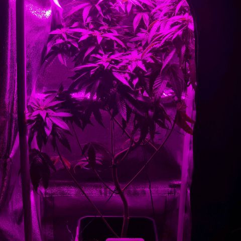 Melting Dragon Gelato growlog timeline photo