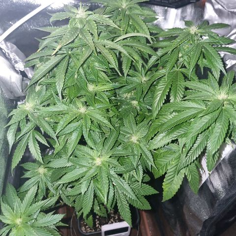 Melting Dragon Gelato growlog timeline photo