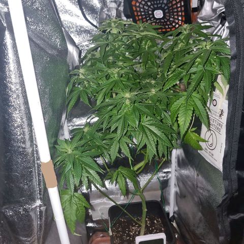 Melting Dragon Gelato growlog timeline photo