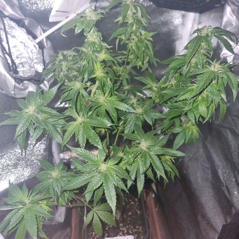 Melting Dragon Gelato growlog timeline photo