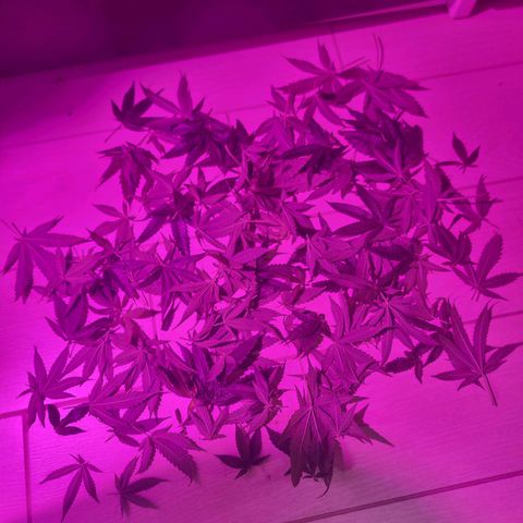 Melting Dragon Gelato growlog timeline photo