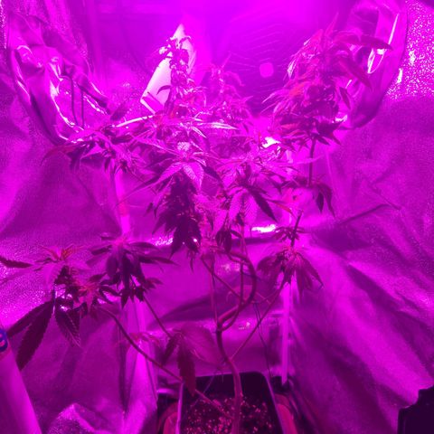 Melting Dragon Gelato growlog timeline photo
