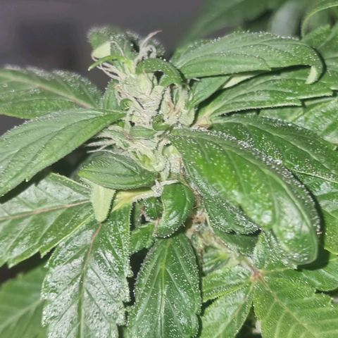 Melting Dragon Gelato growlog timeline photo