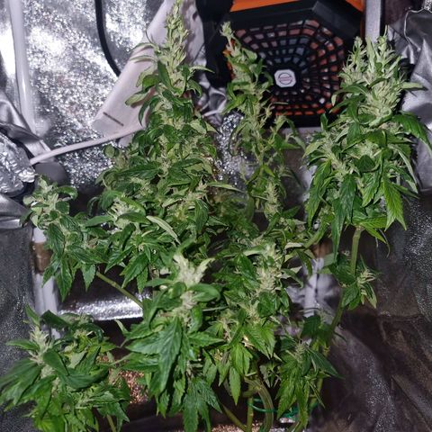 Melting Dragon Gelato growlog timeline photo