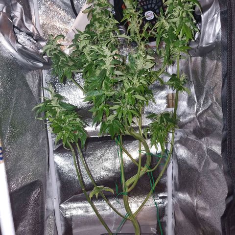 Melting Dragon Gelato growlog timeline photo