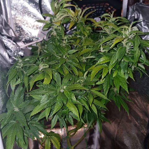 Melting Dragon Gelato growlog timeline photo