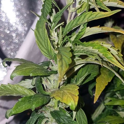 Melting Dragon Gelato growlog timeline photo