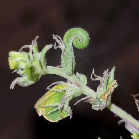 Melting Dragon Gelato growlog timeline photo