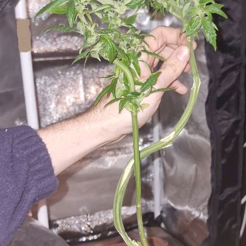Melting Dragon Gelato growlog timeline photo