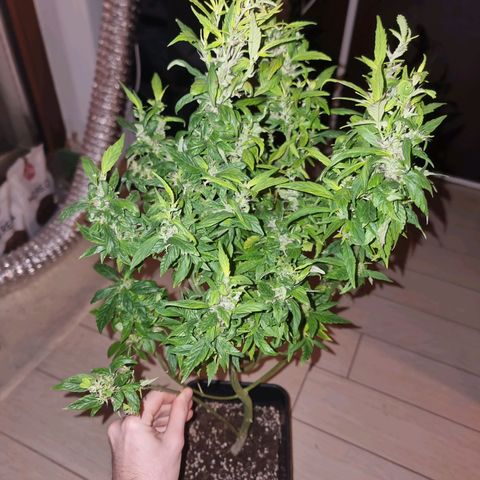 Melting Dragon Gelato growlog timeline photo