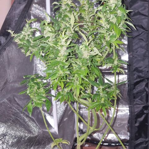 Melting Dragon Gelato growlog timeline photo