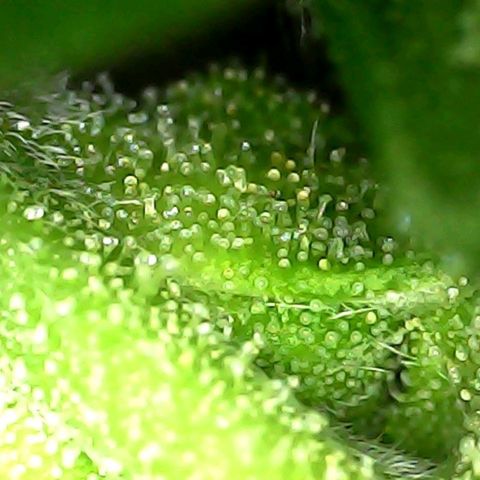 Melting Dragon Gelato growlog timeline photo