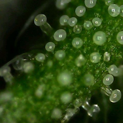Melting Dragon Gelato growlog timeline photo