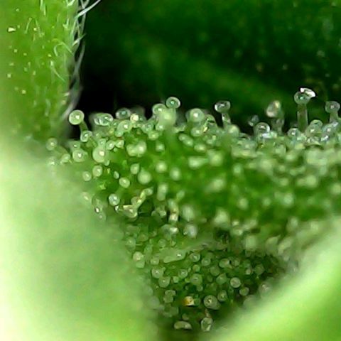 Melting Dragon Gelato growlog timeline photo