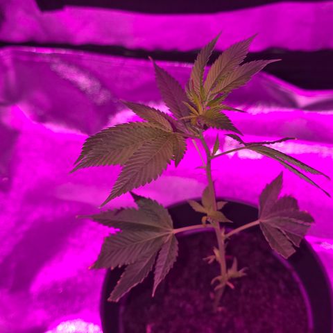 Super Lemon Haze growlog timeline photo