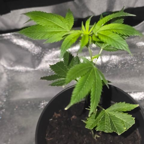 Super Lemon Haze growlog timeline photo