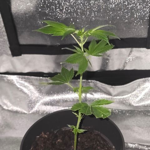 Super Lemon Haze growlog timeline photo