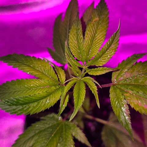 Super Lemon Haze growlog photo: Flecken auf Blätter sind nur reflektieren des Lichts