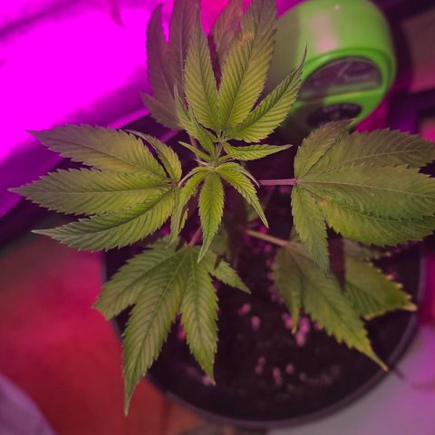 Super Lemon Haze growlog timeline photo