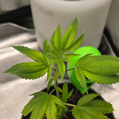 Super Lemon Haze growlog timeline photo
