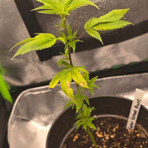 Super Lemon Haze growlog photo: Beschädigung durch vermutlich Überdüngung. Erde gestern gespüht. Neue Blätter sehen gut aus und der wachstum normalisiert sich.